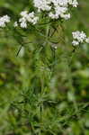 Narrowleaf mountainmint